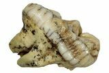 Fossil Cave Bear (Ursus spelaeus) Molar - Romania #334735-1